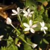 Plumbago zeylanica / Plumbago scandens - Ceylon Leadwort, Doctorbush, Wild Leadwort - Image 5