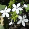Plumbago zeylanica / Plumbago scandens - Ceylon Leadwort, Doctorbush, Wild Leadwort - Image 6