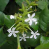 Plumbago zeylanica / Plumbago scandens - Ceylon Leadwort, Doctorbush, Wild Leadwort - Image 7
