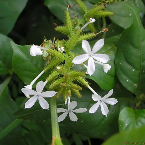 Plumbago zeylanica / Plumbago scandens - Ceylon Leadwort, Doctorbush, Wild Leadwort - Image 7