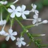 Plumbago zeylanica / Plumbago scandens - Ceylon Leadwort, Doctorbush, Wild Leadwort - Image 8