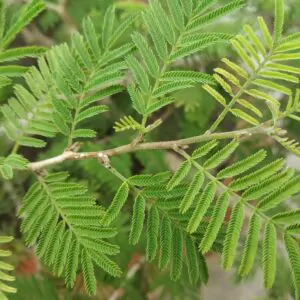 Prosopis cineraria / Adenanthera aculeata / Mimosa cineraria - Ghaf