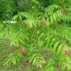 Toona sinensis 'Flamingo' - Chinese toon, Chinese mahogany - Image 2