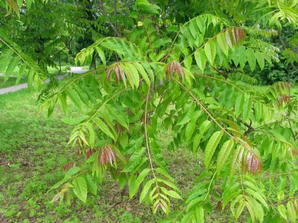 Toona sinensis 'Flamingo' - Chinese toon, Chinese mahogany - Image 2