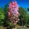 Toona sinensis 'Flamingo' - Chinese toon, Chinese mahogany - Image 4