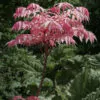 Toona sinensis 'Flamingo' - Chinese toon, Chinese mahogany - Image 5