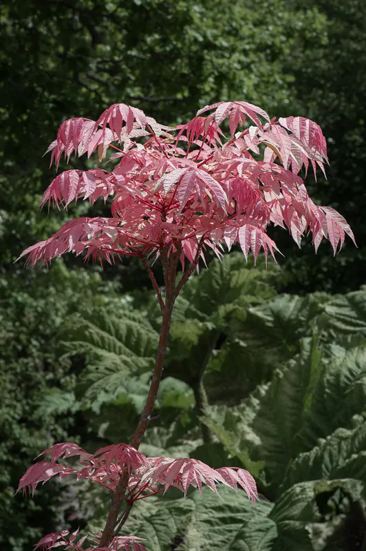 Toona sinensis 'Flamingo' - Chinese toon, Chinese mahogany - Image 5