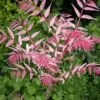 Toona sinensis 'Flamingo' - Chinese toon, Chinese mahogany - Image 6