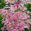Toona sinensis 'Flamingo' - Chinese toon, Chinese mahogany - Image 7