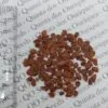 Toona sinensis 'Flamingo' - Chinese toon, Chinese mahogany - Image 8