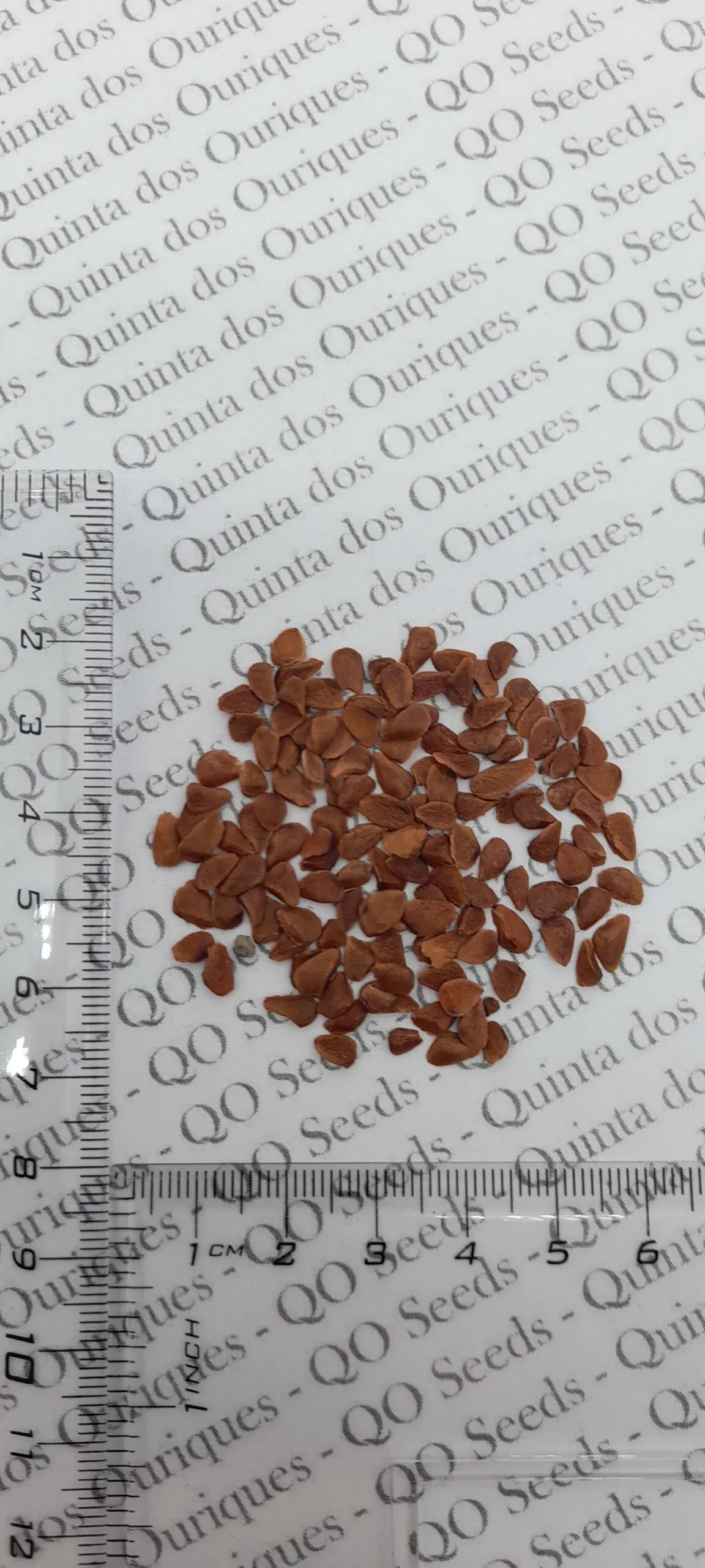 Toona sinensis 'Flamingo' - Chinese toon, Chinese mahogany - Image 8