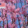 Toona sinensis 'Flamingo' - Chinese toon, Chinese mahogany - Image 9