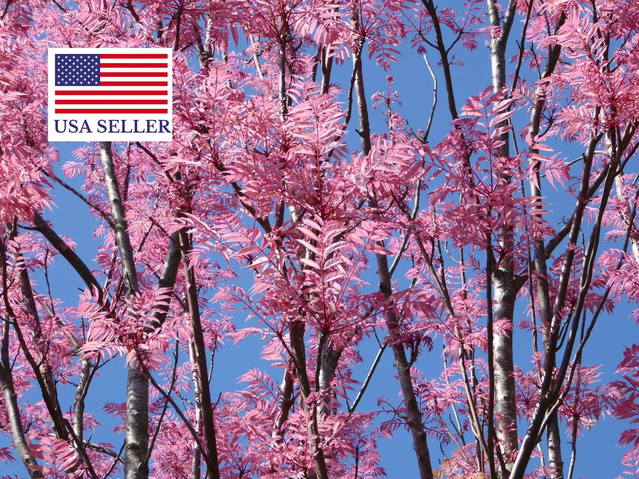 Toona sinensis 'Flamingo' - Chinese toon, Chinese mahogany - Image 9