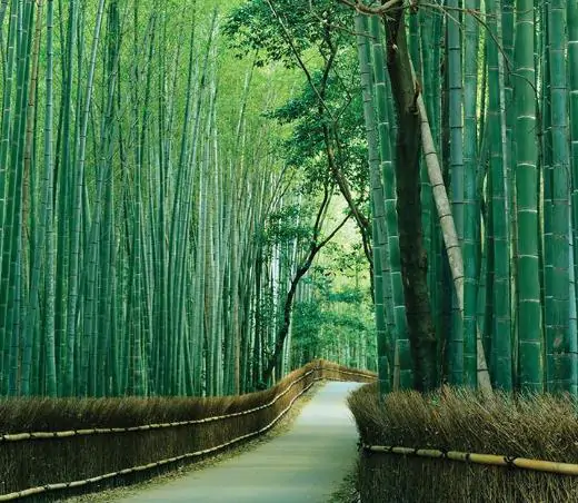 Bambusa bambos / Bambusa arundinacea - Giant Bamboo, Indian Bamboo, Giant Thorny Bamboo