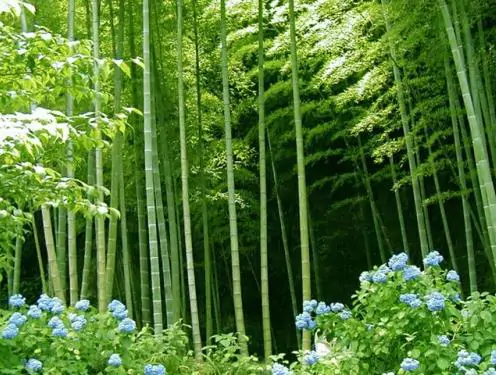 Bambusa bambos / Bambusa arundinacea - Giant Bamboo, Indian Bamboo, Giant Thorny Bamboo - Image 3