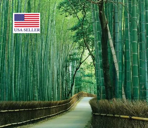 Bambusa bambos / Bambusa arundinacea - Giant Bamboo, Indian Bamboo, Giant Thorny Bamboo - Image 7