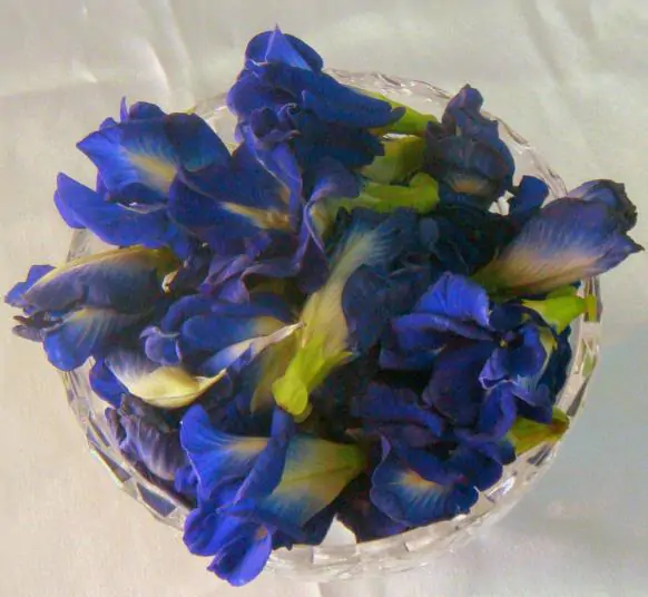 Clitoria ternatea - Butterfly Pea, Blue Fairy, Blue Queen, Blue Mint, Ismenia - Image 6