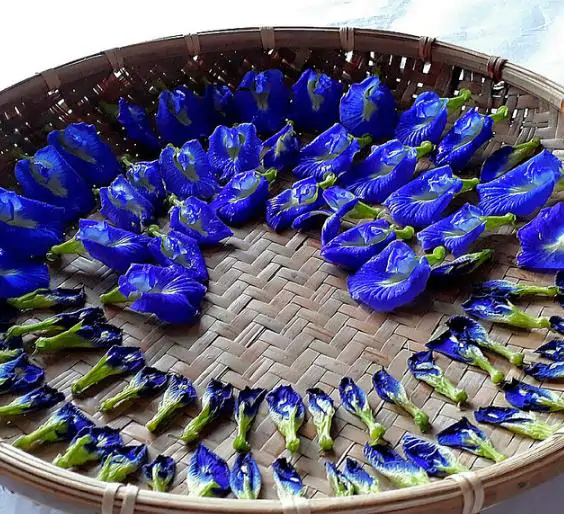 Clitoria ternatea - Butterfly Pea, Blue Fairy, Blue Queen, Blue Mint, Ismenia - Image 7