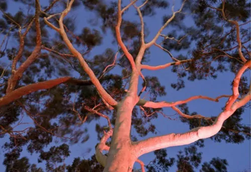 Eucalyptus citriodora / Corymbia citriodora - Lemon-scented Gum, Spotted Gum, Eucalipto Goma Dourada, Dwarf Golden Gum, Dwarf - Image 3