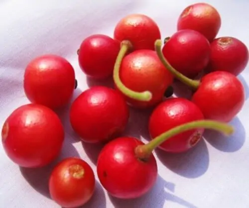 Muntingia calabura / Muntingia rosea - Cotton Candy Berry, Calabur Tree, Capulin, Festival Berry, Jamaica Cherry, Panama Berry - Image 3