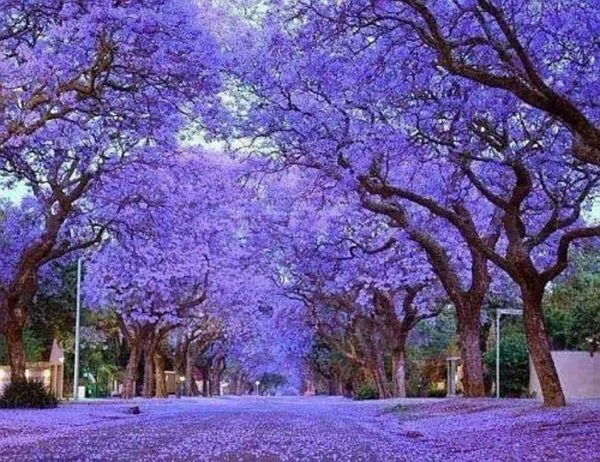 Paulownia tomentosa - Princess tree, Empress Tree