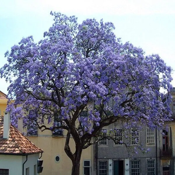 Paulownia tomentosa - Princess tree, Empress Tree - Image 4
