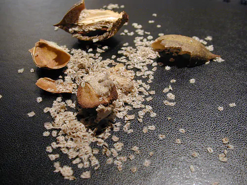 Paulownia tomentosa - Princess tree, Empress Tree - Image 8