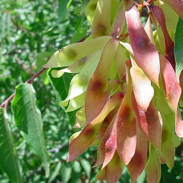 Ailanthus altissima - Tree of Heaven - Image 3