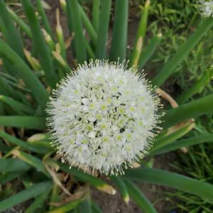 Allium cepa - Allium cepa 'Nashik', Bulb Onion, Common Onion