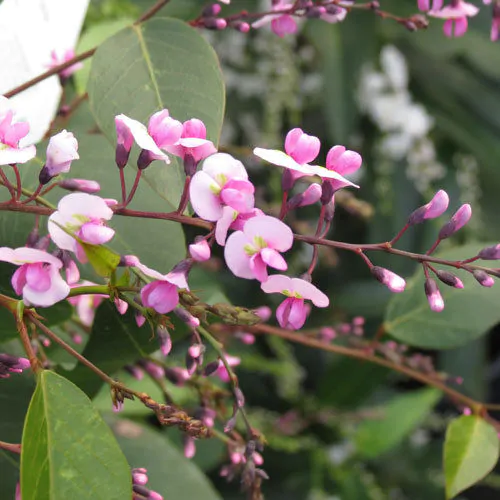 Hardenbergia violacea 'Climbing Form' - Climbing Coral Pea, False Sarsaparilla, Vine Lilás (Rosea), Pink Happy Wanderer - Image 8