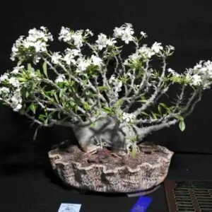 Pachypodium saundersii - Kudu Lily, Lundi Star