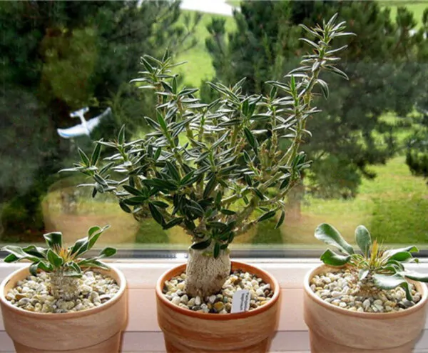 Pachypodium saundersii - Kudu Lily, Lundi Star - Image 3