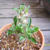 Pachypodium saundersii - Kudu Lily, Lundi Star - Image 4