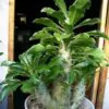 Pachypodium saundersii - Kudu Lily, Lundi Star - Image 6