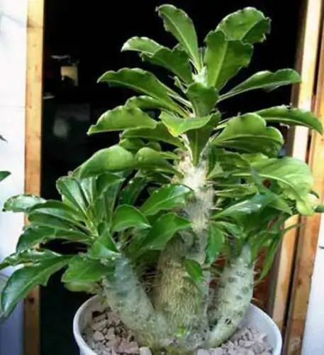 Pachypodium saundersii - Kudu Lily, Lundi Star - Image 6