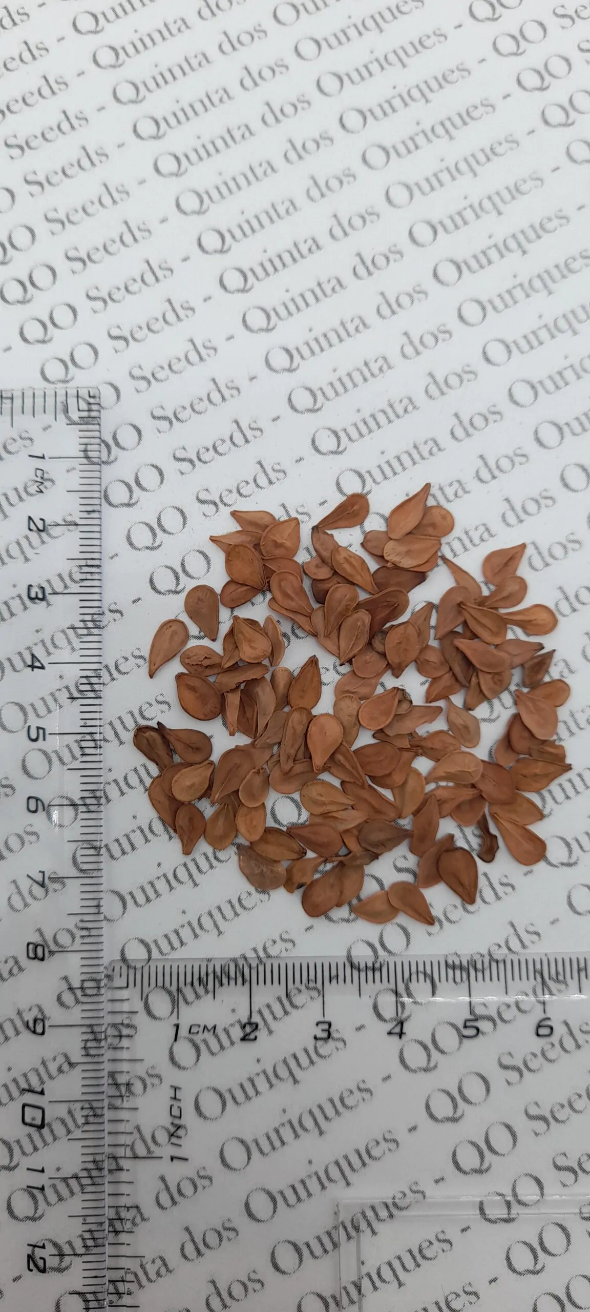 Pachypodium saundersii - Kudu Lily, Lundi Star - Image 7