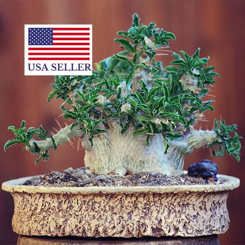 Pachypodium saundersii - Kudu Lily, Lundi Star - Image 8