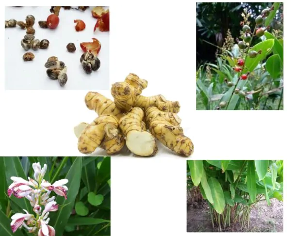 Alpinia galanga - Thai Galangal - Image 4