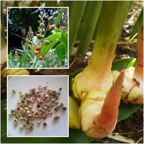 Alpinia galanga - Thai Galangal - Image 5