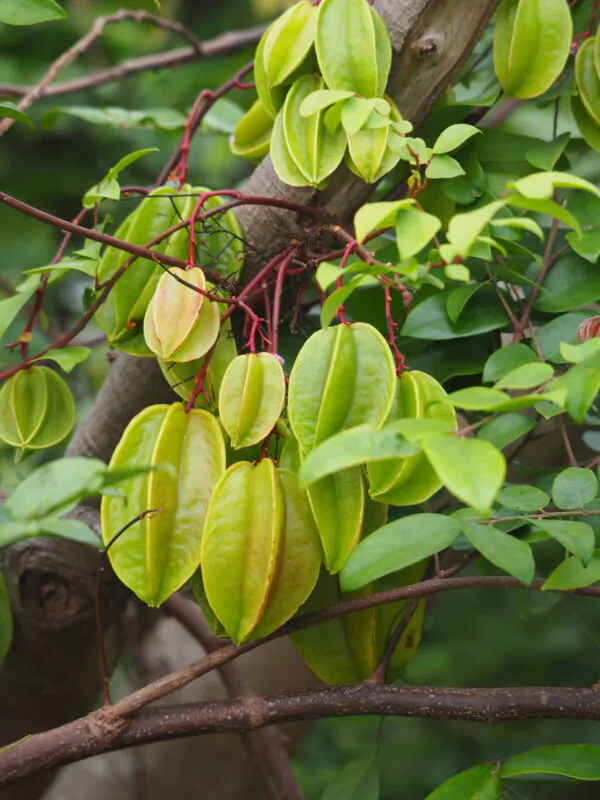 Averrhoa carambola - Carambola, Star Fruit, Five-Corner - Image 2