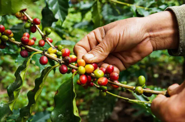 Coffea arabica var. geisha - Geisha Coffee, Arabian Coffee,  Arabica Coffee - Image 2