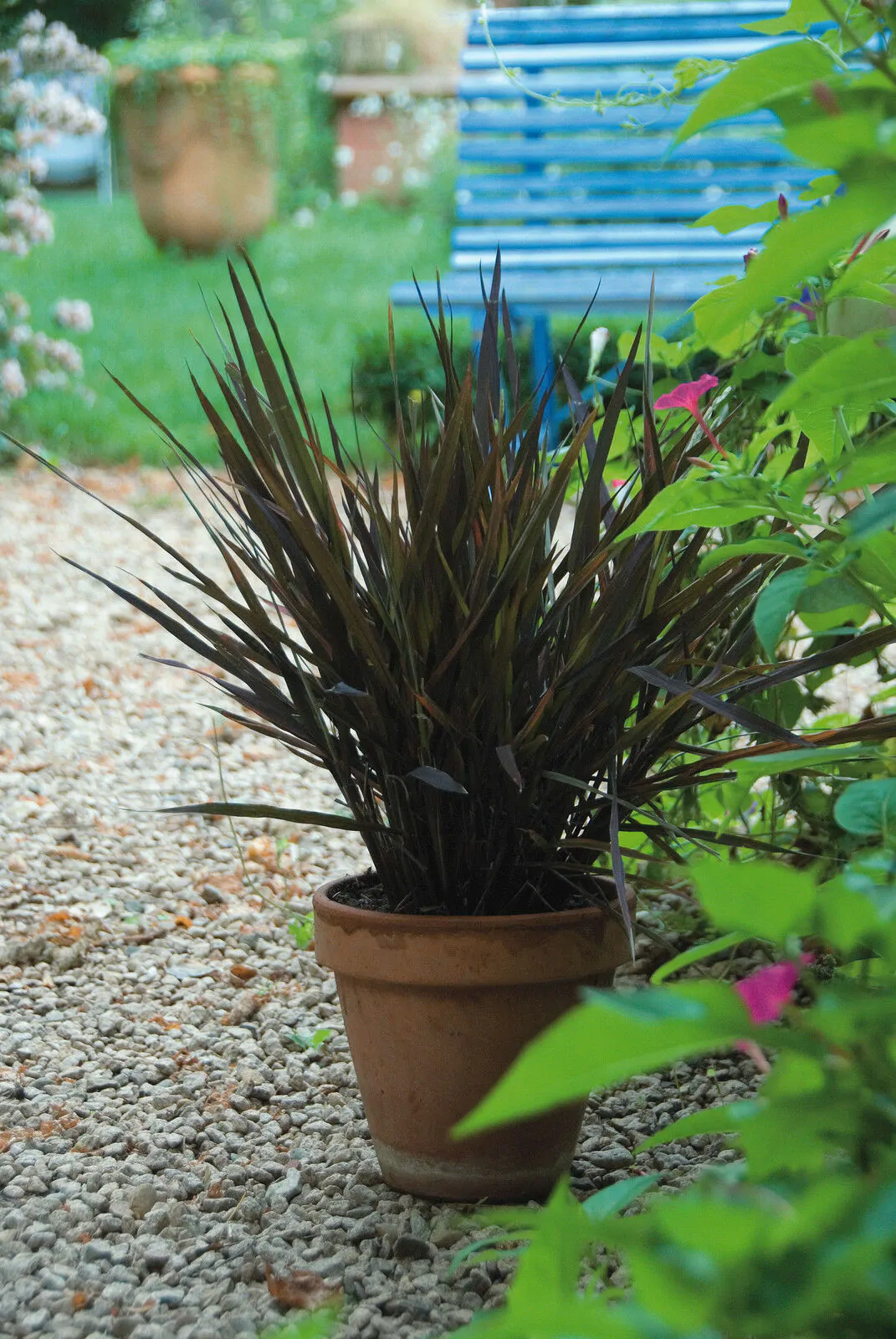 Oryza sativa - Black Madras Ornamental Rice - Image 3