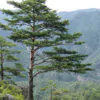 Pinus densiflora - Red japanese pine tree, japanese red pine, akamatsu
