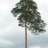 Pinus densiflora - Red japanese pine tree, japanese red pine, akamatsu - Image 2