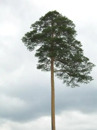 Pinus densiflora - Red japanese pine tree, japanese red pine, akamatsu - Image 2