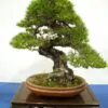 Pinus densiflora - Red japanese pine tree, japanese red pine, akamatsu - Image 3