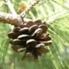 Pinus densiflora - Red japanese pine tree, japanese red pine, akamatsu - Image 4