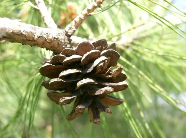 Pinus densiflora - Red japanese pine tree, japanese red pine, akamatsu - Image 4