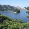 Pinus densiflora - Red japanese pine tree, japanese red pine, akamatsu - Image 5