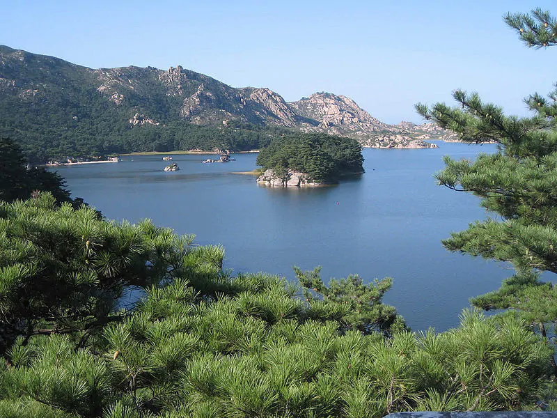 Pinus densiflora - Red japanese pine tree, japanese red pine, akamatsu - Image 5